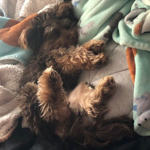 Meet your Posher, Maya